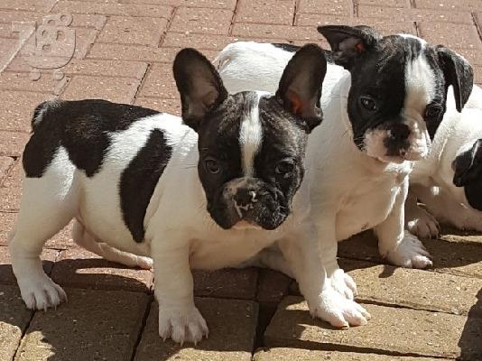 Në shitje Qen dhe Këlyshë Bulldog Francez